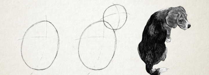How to Draw the “Perfect” Dog How to Draw the “Perfect” Dog